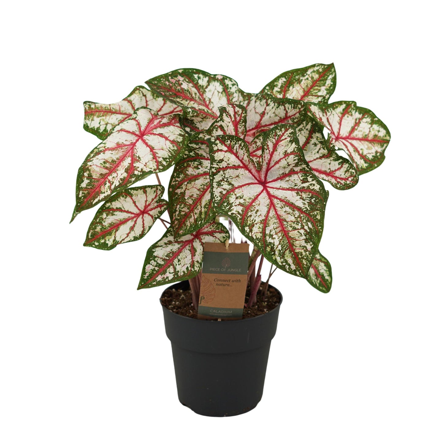 Caladium Tapestry | Ø21 cm | ca. 60 cm hoch