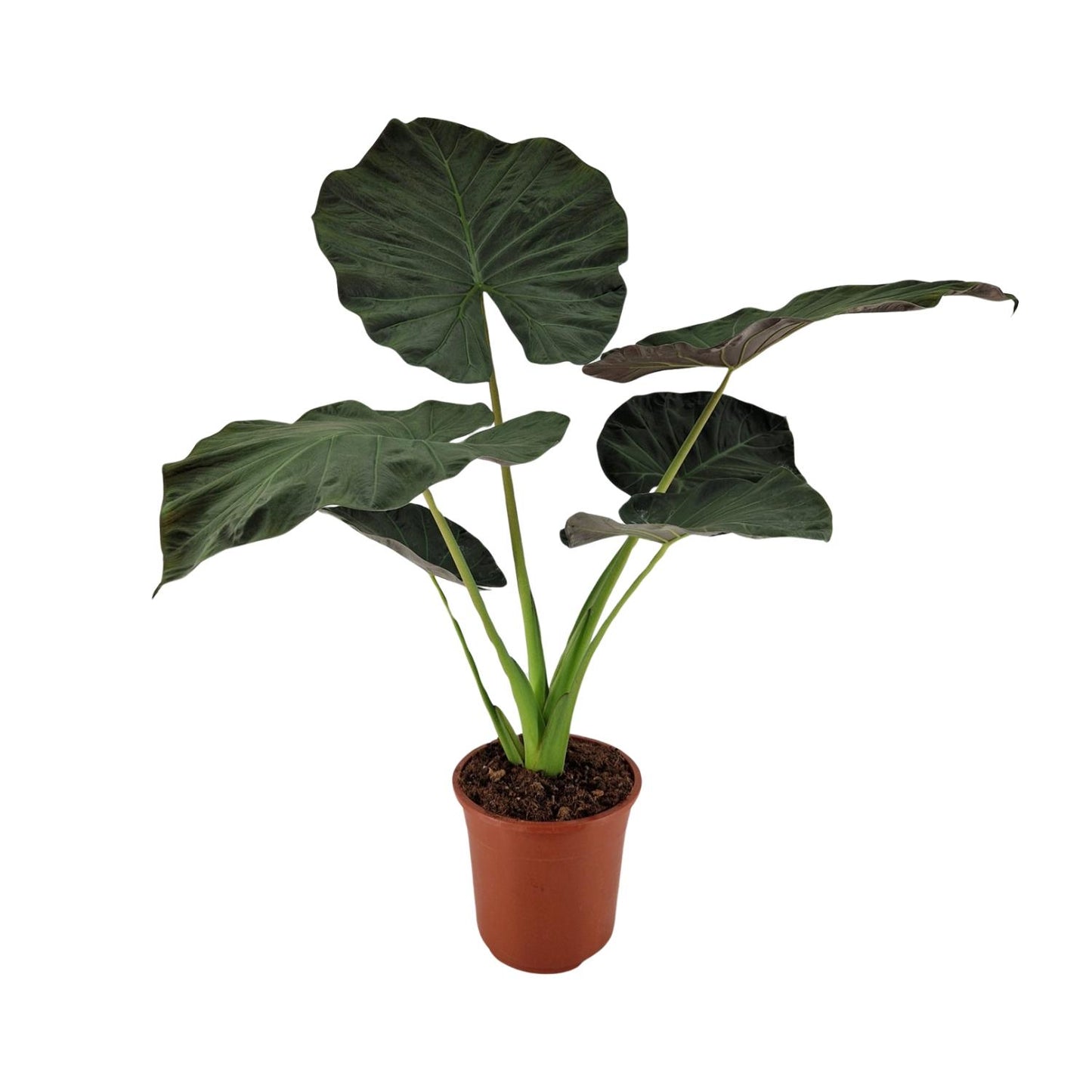 Alocasia Regal Shield | Ø27 cm | ca. 100 cm hoch