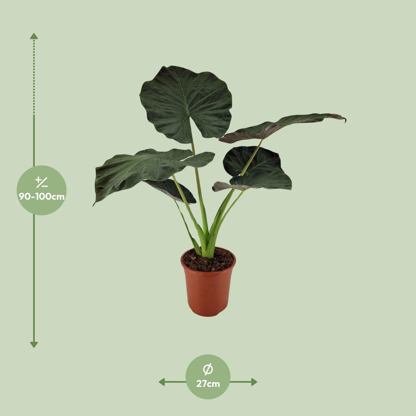 Alocasia Regal Shield | Ø27 cm | ca. 100 cm hoch
