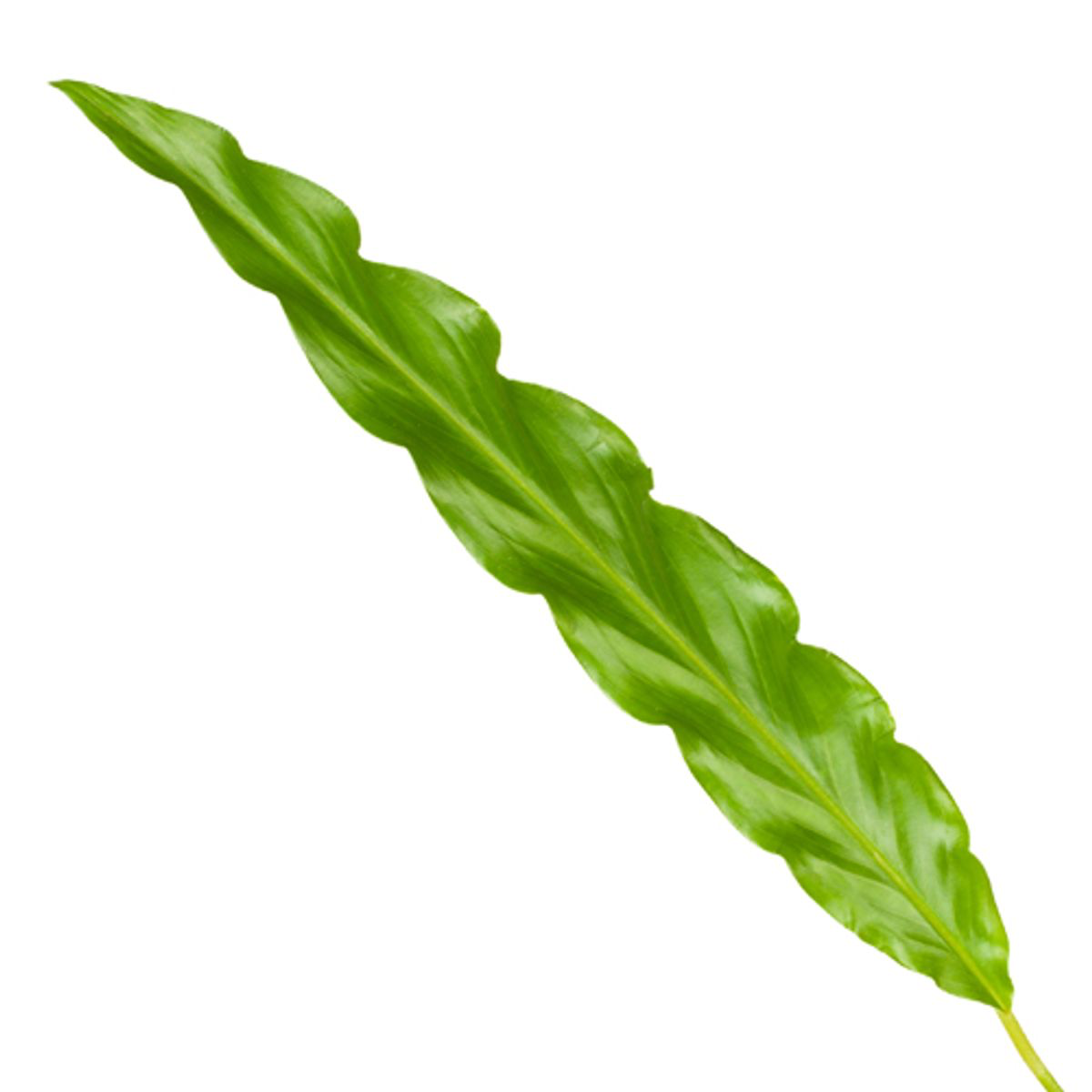 Calathea Bluegrass | Ø12 cm | ca. 35 cm hoch