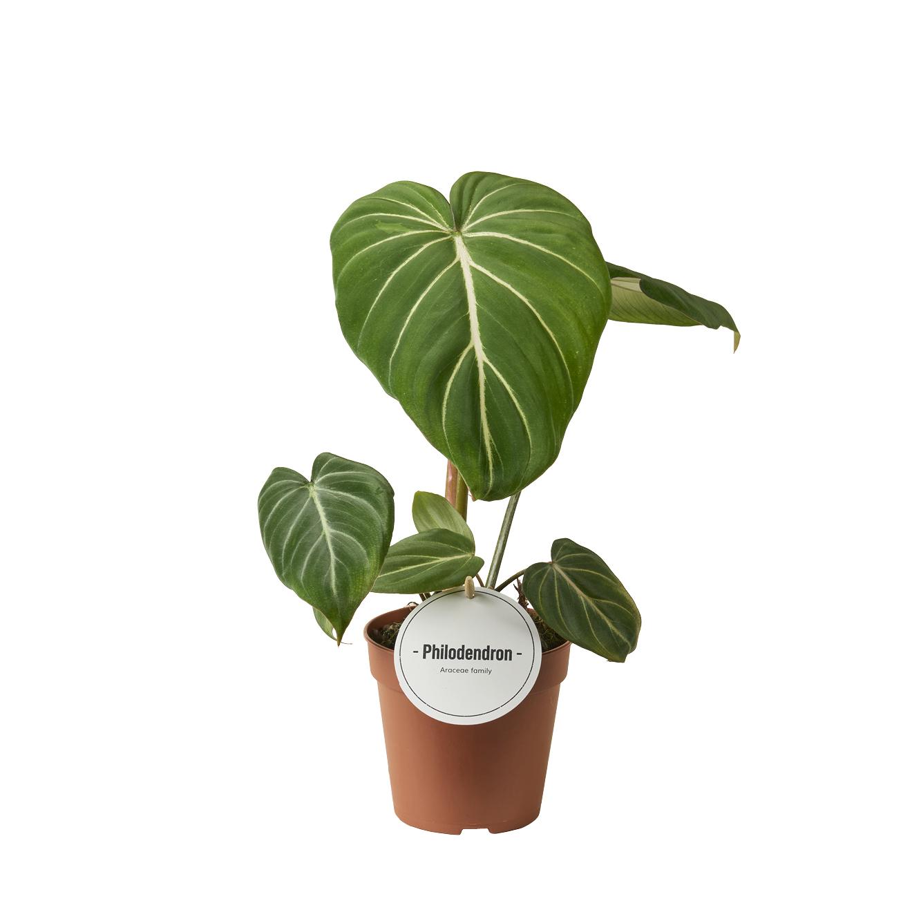 Philodendron Gloriosum Dark Form | Ø12 cm | ca. 25 cm hoch