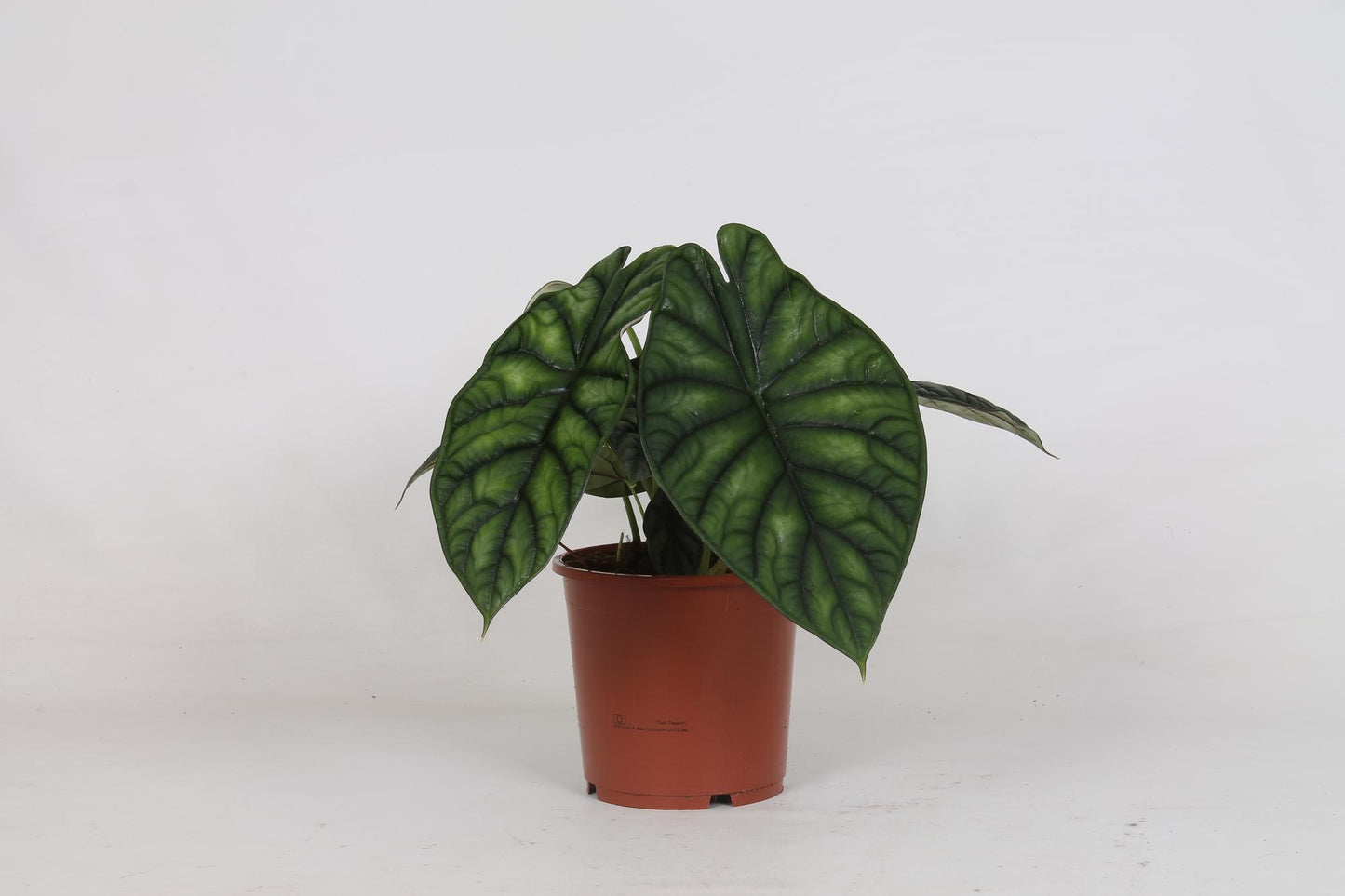 Alocasia Dragon Scale | Ø17 cm | ca. 35 cm hoch