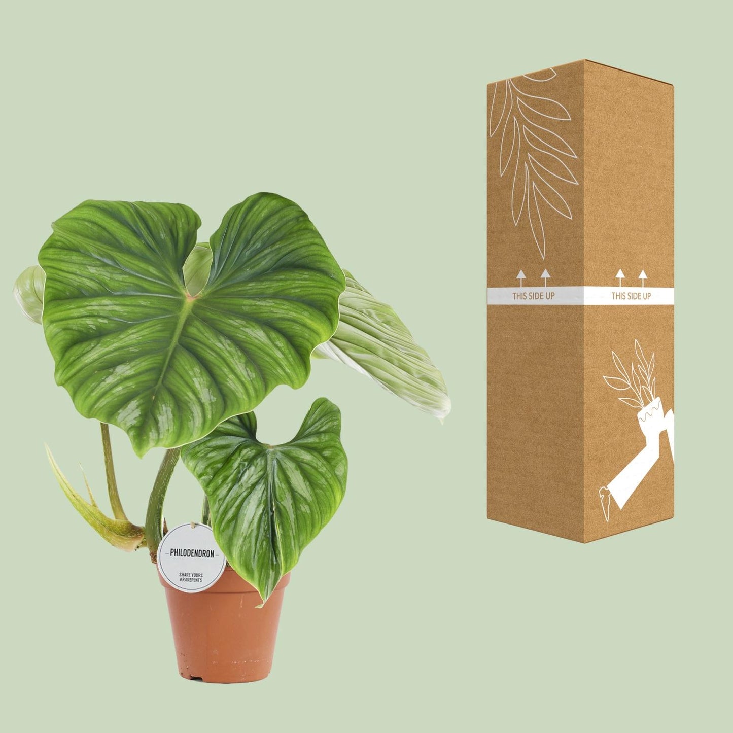 Philodendron Plowmanii | Ø15 cm | ca. 50 cm hoch