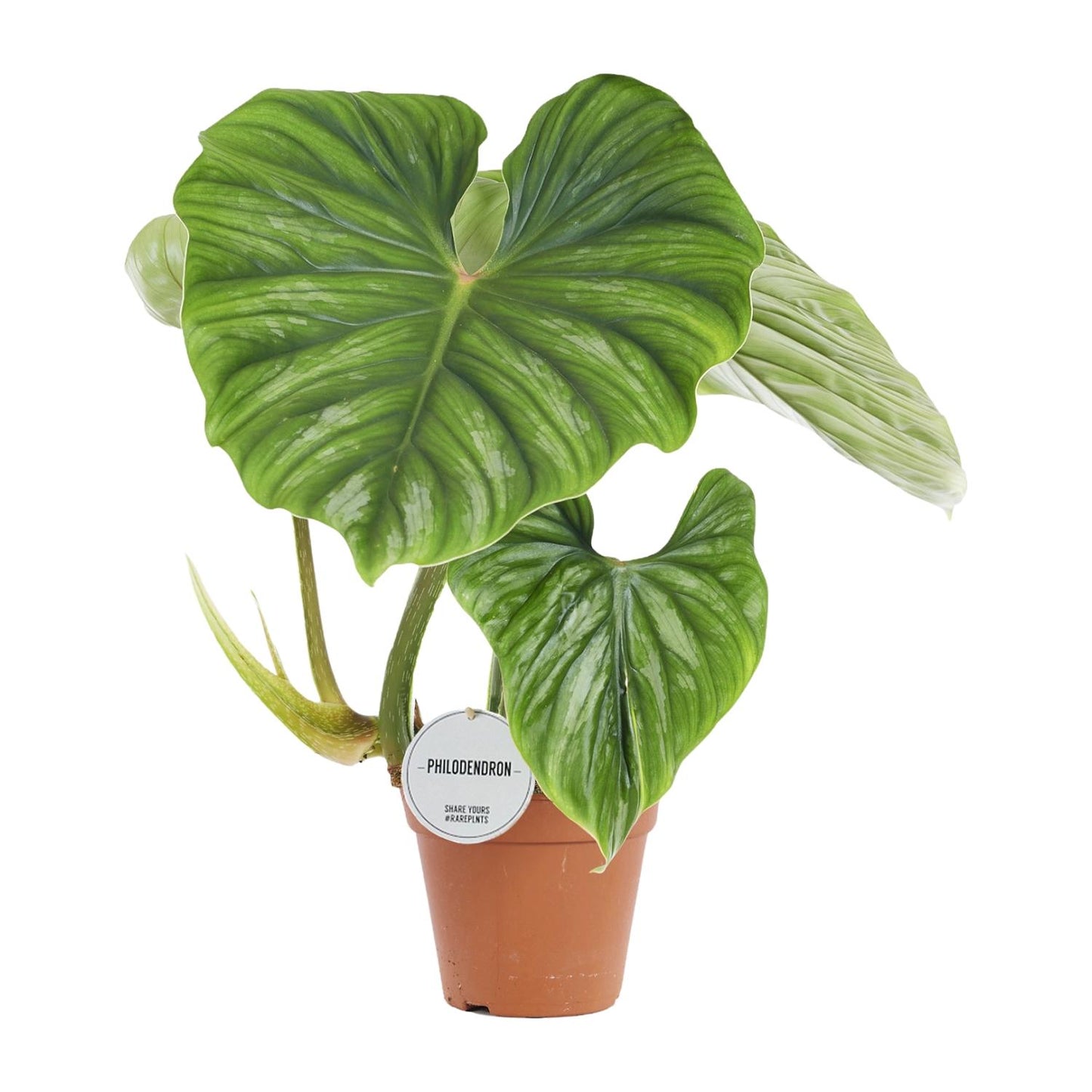 Philodendron Plowmanii | Ø15 cm | ca. 50 cm hoch