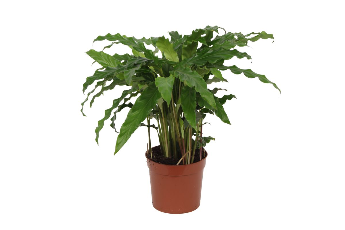 Calathea Bluegrass | Ø12 cm | ca. 35 cm hoch