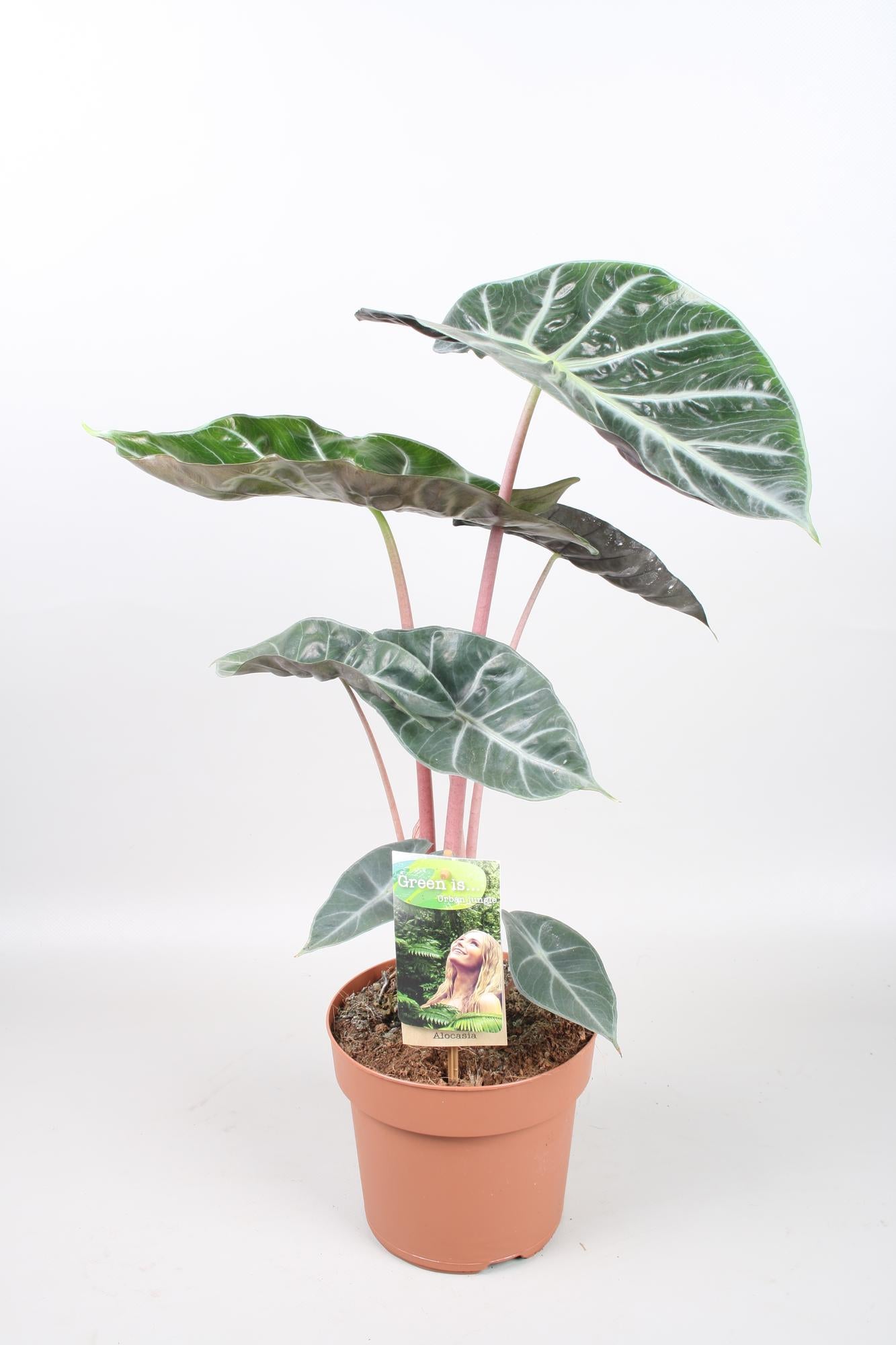 Alocasia Pink Dragon | Ø17 cm | ca. 60 cm hoch