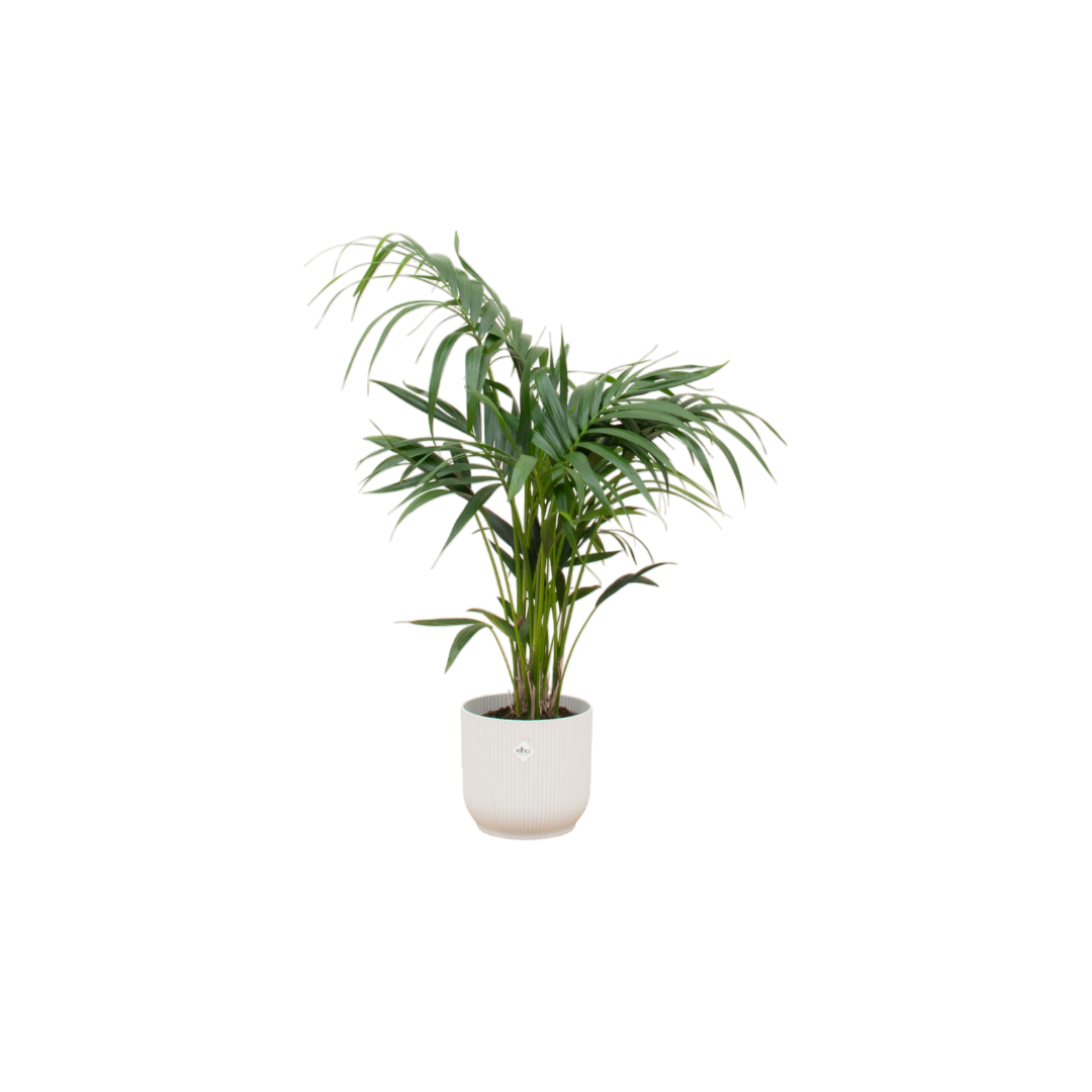Kentia Palme inkl. Elho Vibes Fold Round Weiß | Ø25 cm | ca. 130 cm hoch