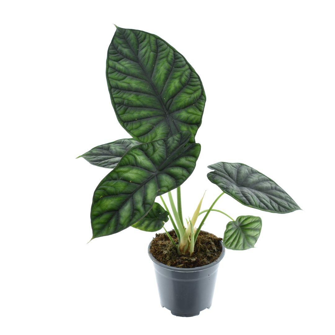 Alocasia Dragon Scale | Ø14 cm | ca. 30 cm hoch
