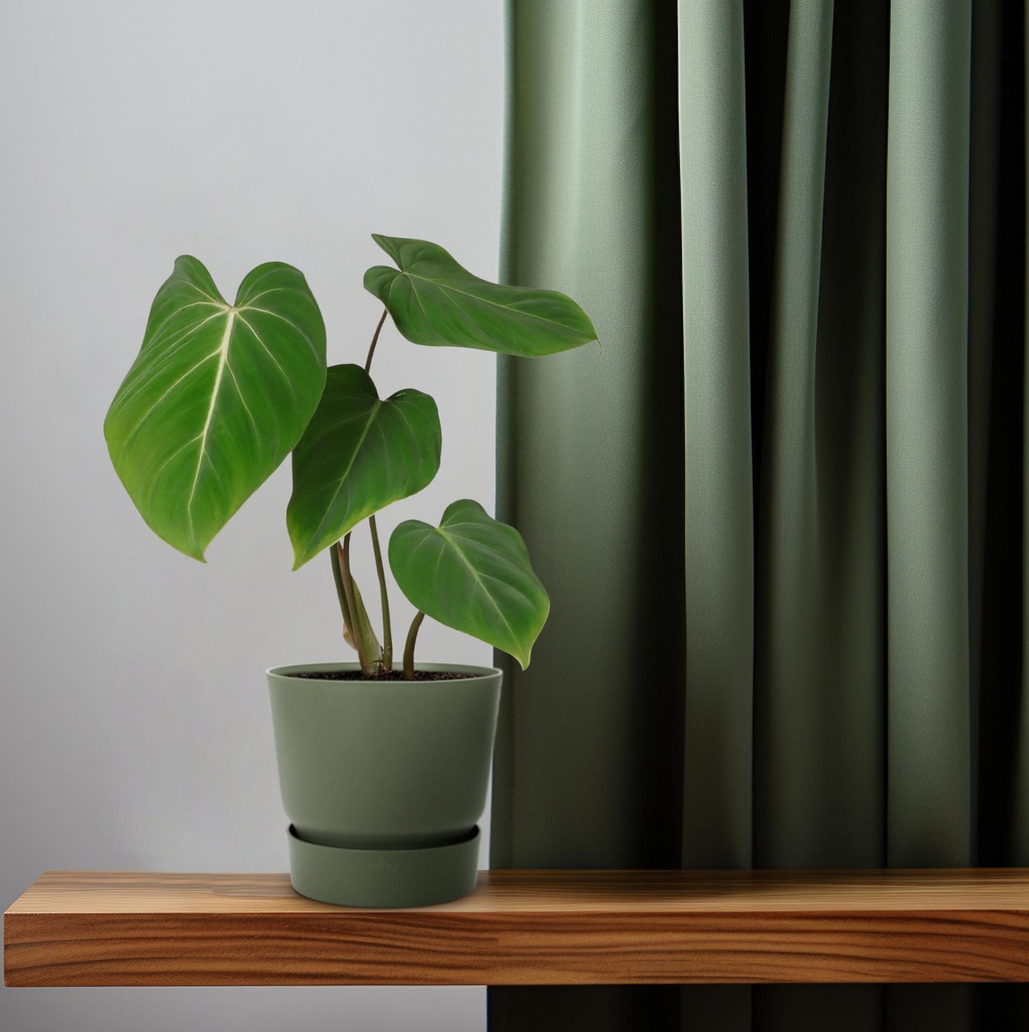 Philodendron Gloriosum | Ø12 cm | ca. 35 cm hoch