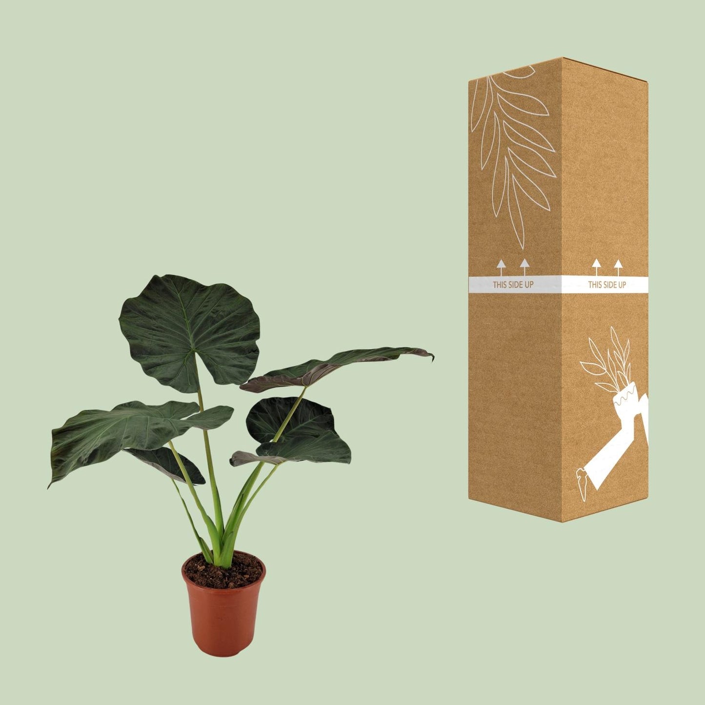 Alocasia Regal Shield | Ø27 cm | ca. 100 cm hoch