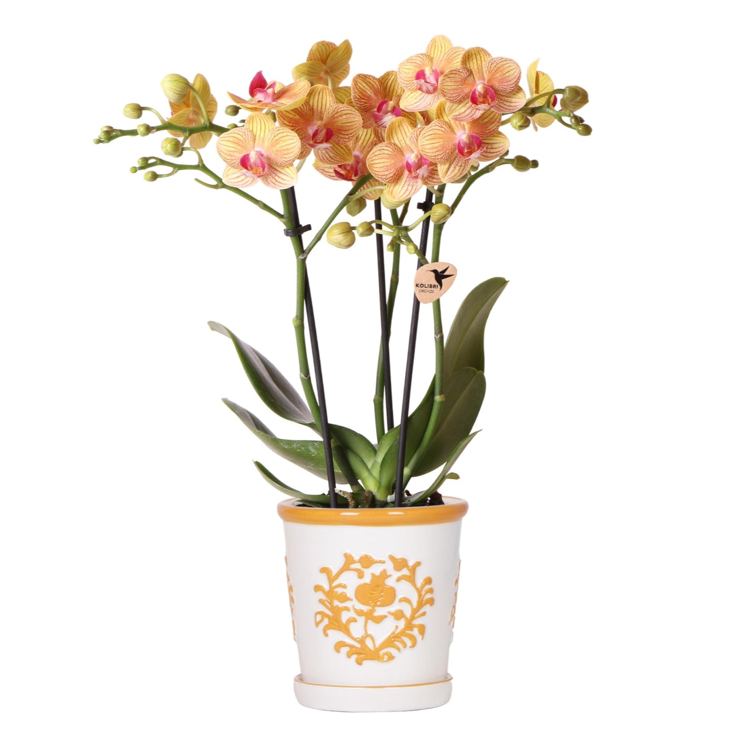Orange Orchidee Jamaica + Malaga Deko-Topf orange - Topfgröße Ø9cm | blühende Zimmerpflanze - frisch vom Züchter
