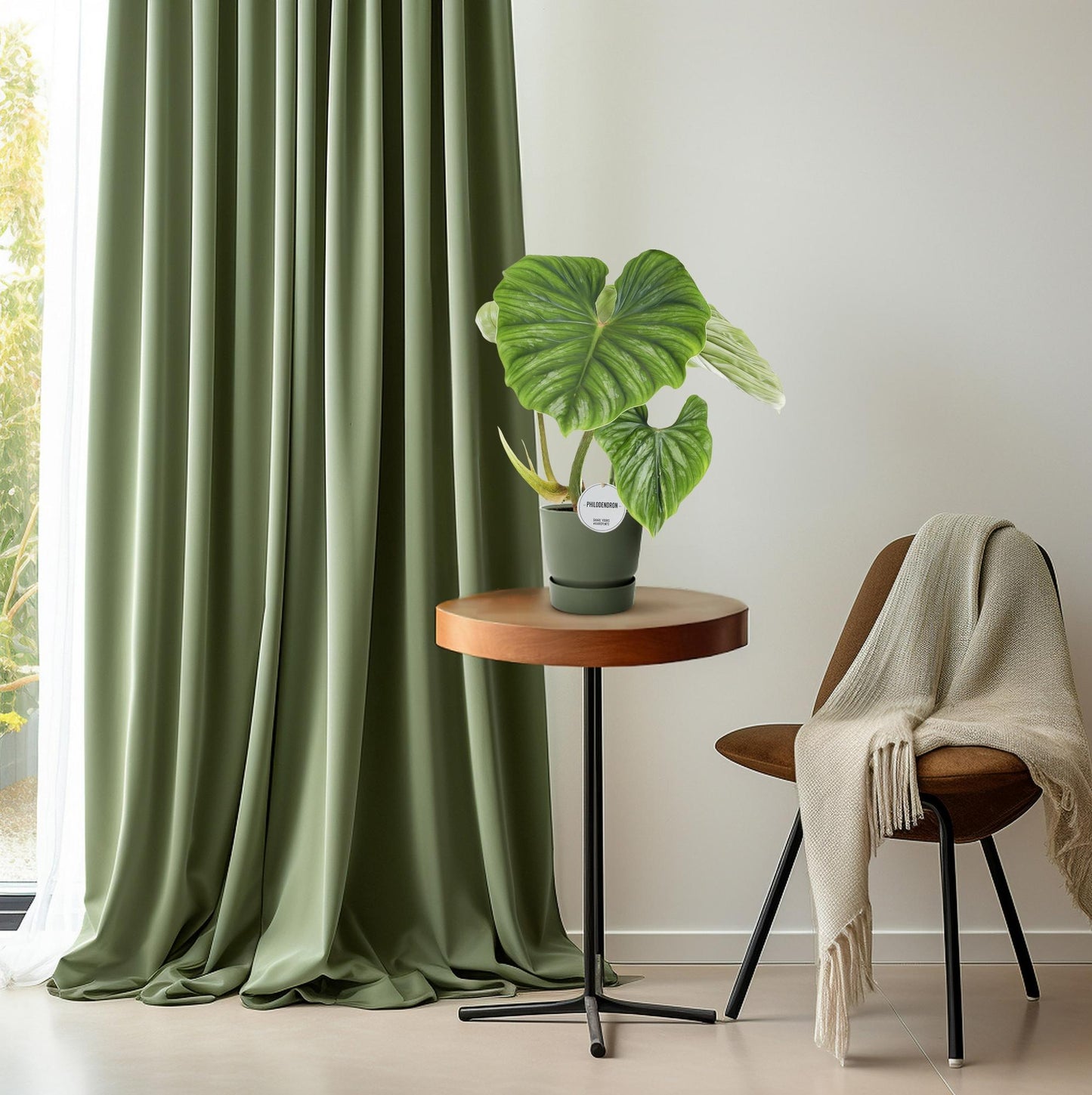 Philodendron Plowmanii | Ø15 cm | ca. 50 cm hoch