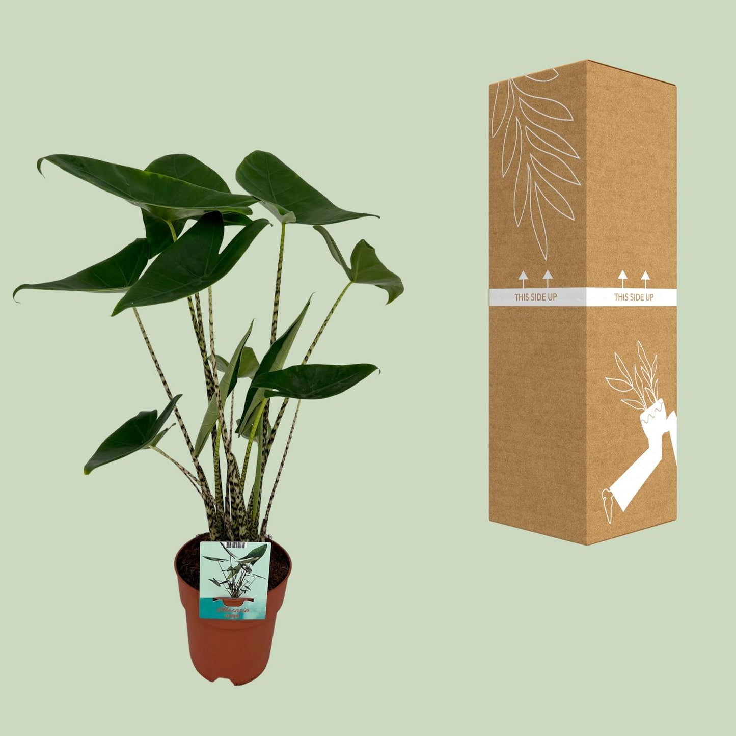 Alocasia Zebrina (Elefantenohr) | Ø19 cm | ca. 75 cm hoch