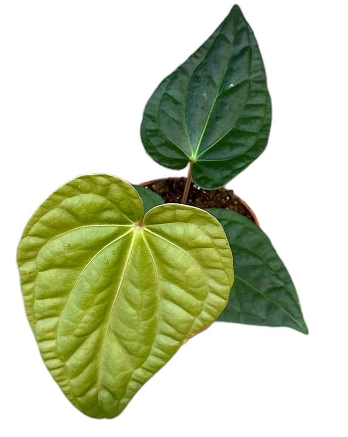 Anthurium Regale x Luxurians | Ø14 cm | ca. 30 cm hoch