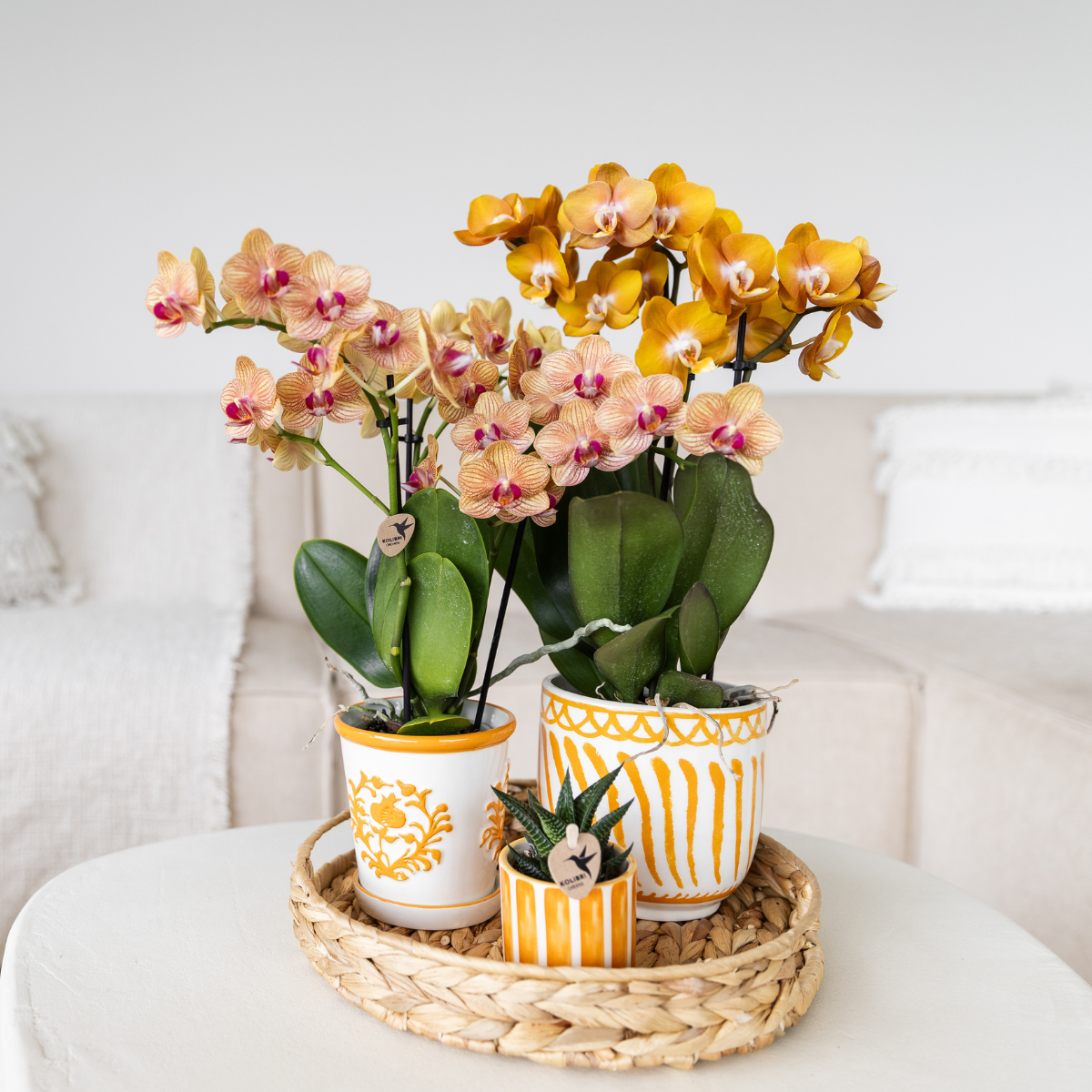 Orange Orchidee Jamaica + Malaga Deko-Topf orange - Topfgröße Ø9cm | blühende Zimmerpflanze - frisch vom Züchter